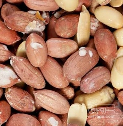 فروش بادام زمینی بو داده