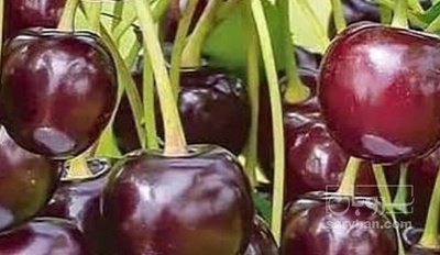 فروش آلبالو مجار