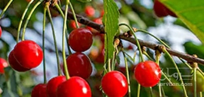 فروش آلبالو محلی
