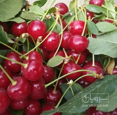 فروش آلبالو گیلاسی