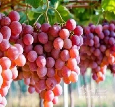 فروش انگور