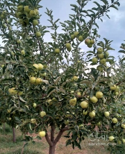 فروش سیب زرد