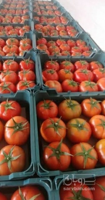 فروش گوجه فرنگی4129