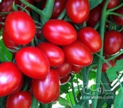فروش گوجه فرنگی تخم مرغی