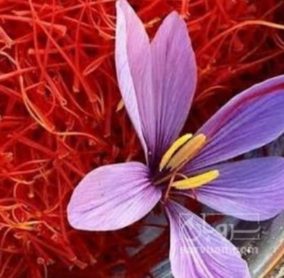 فروش زعفران  نگین (گیاه‌ دارویی)