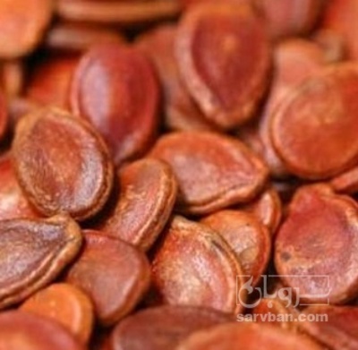 فروش تخمه ژاپنی بو داده