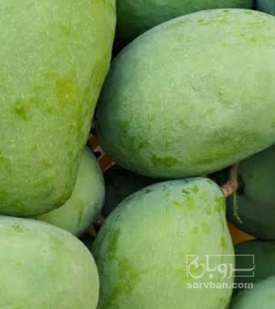 فروش انبه کال