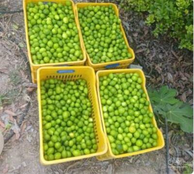فروش لیمو ترش