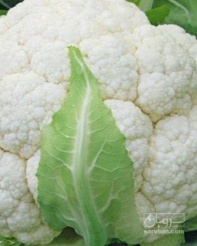 فروش گل کلم