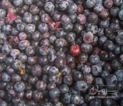 فروش بلوبری منجمد