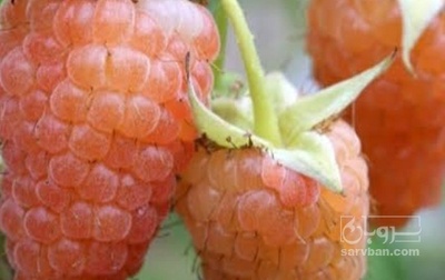فروش میوه رزبری نارنجی منجمد