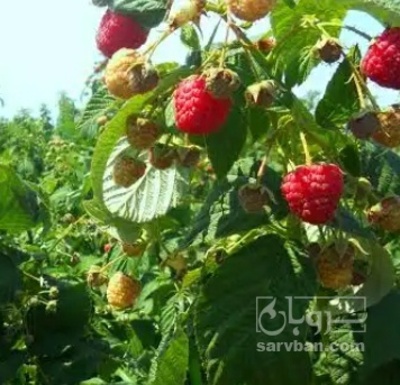 فروش میوه رزبری قرمز