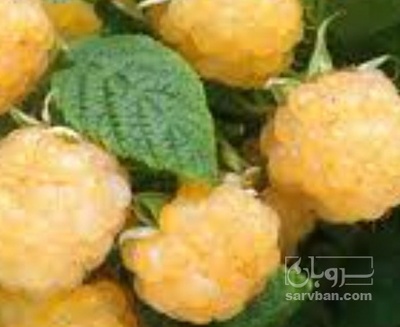 فروش میوه رزبری طلایی