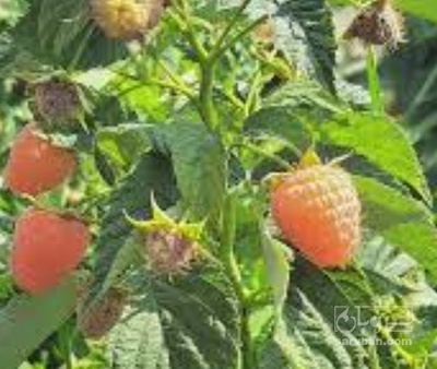 فروش میوه رزبری نارنجی