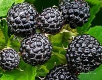 فروش میوه رزبری مشکی