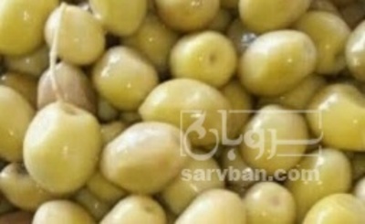 فروش زیتون جنگلی