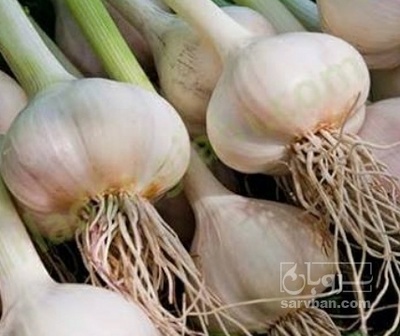 فروش سیر