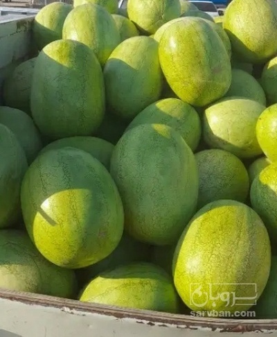 فروش هندوانه سفید