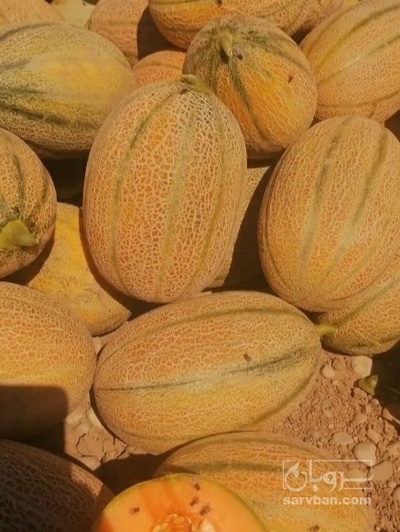 فروش طالبی جانا