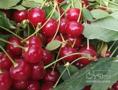 فروش آلبالو