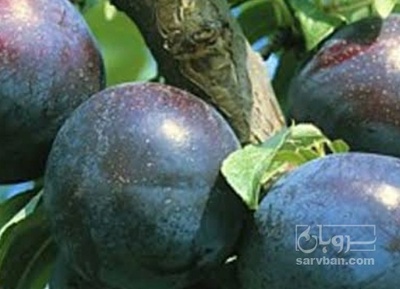 فروش آلو سیاه