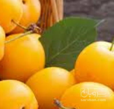 فروش آلو زرد