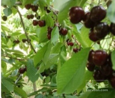 فروش گیلاس
