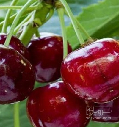 فروش گیلاس