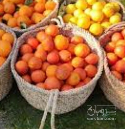 فروش پرتقال