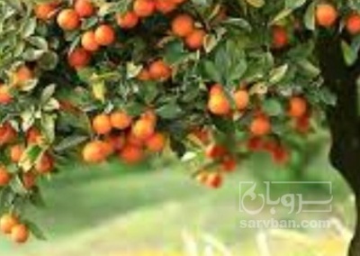 فروش نارنگی