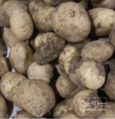 فروش سیب زمینی