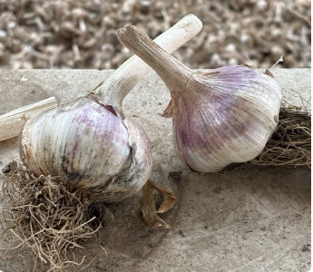 فروش سیر