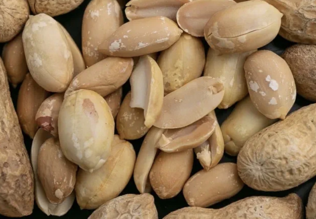 فروش بادام زمینی