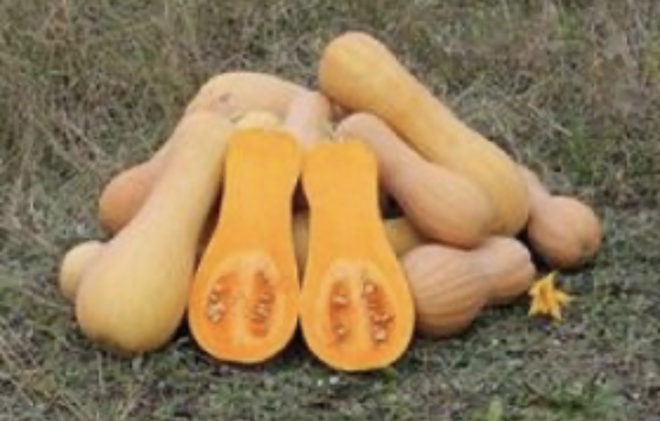 فروش کدو حلوایی