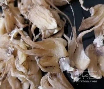 فروش ثعلب پنجه