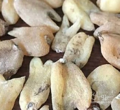 فروش ثعلب قلوه