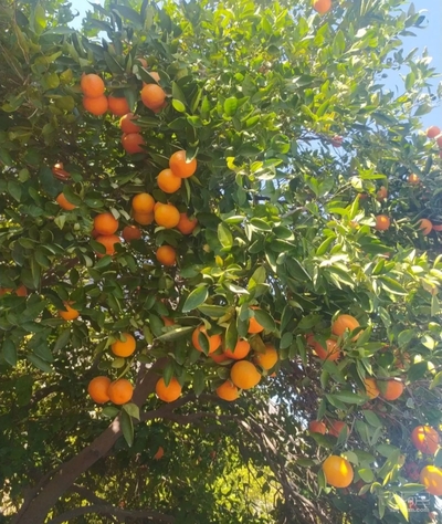 فروش نارنگی