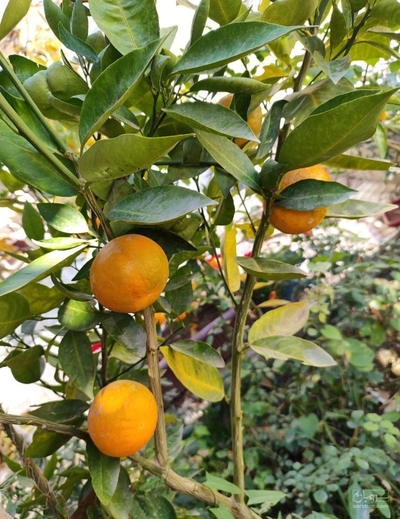 فروش نارنگی
