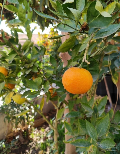 فروش پرتقال