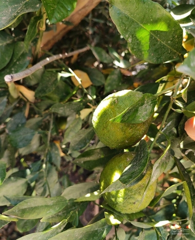 فروش نارنگی