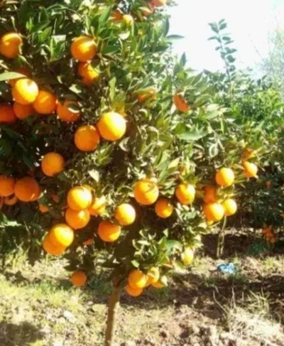 فروش پرتقال