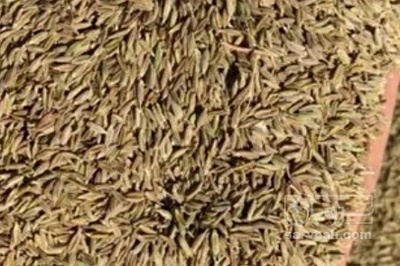 فروش زیره سبز به حال خود