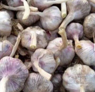 فروش سیر