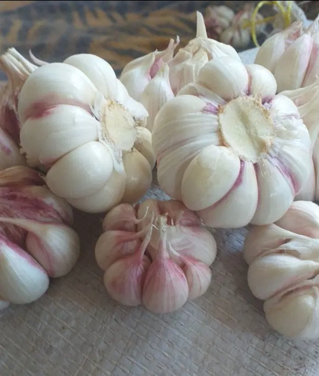 فروش سیر