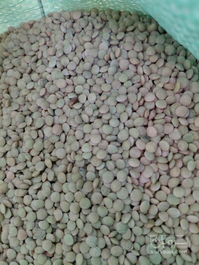 فروش عدس