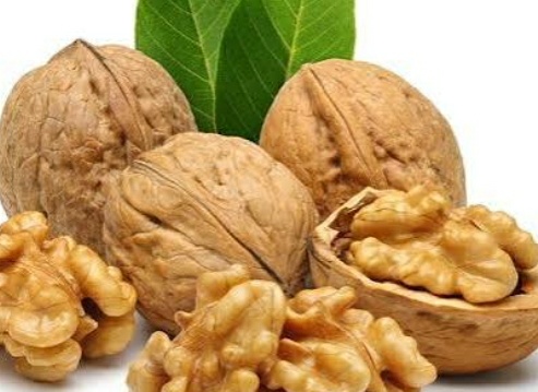 فروش گردو