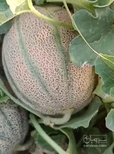 فروش طالبی جانا