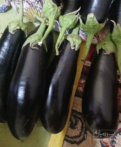 فروش بادمجان