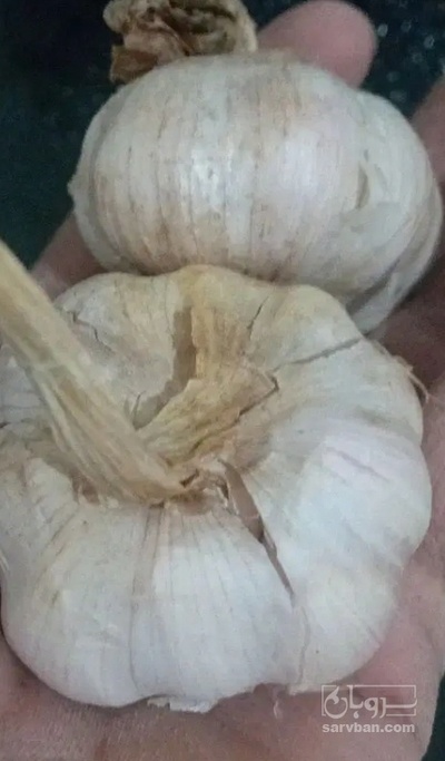 فروش سیر بذری