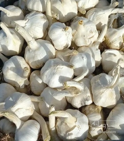 فروش سیر علفی